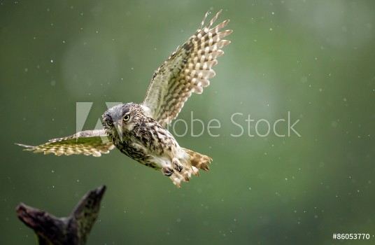 Picture of A little owl flying into land on an old branch in the rain